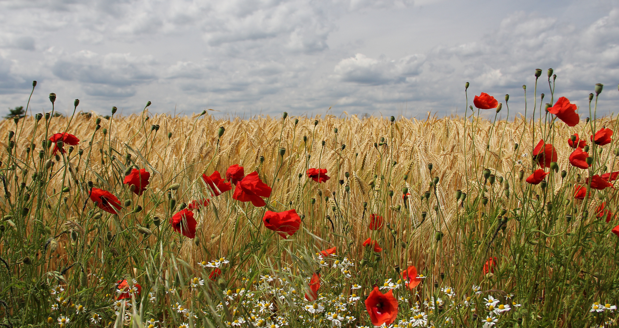 Sommermeer