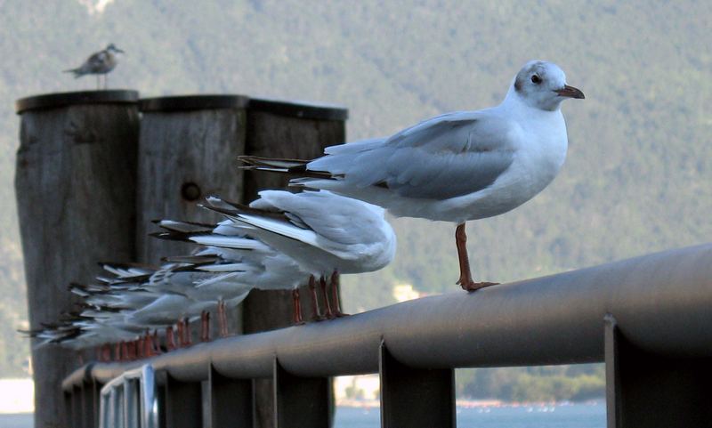 "Sommermöwen"