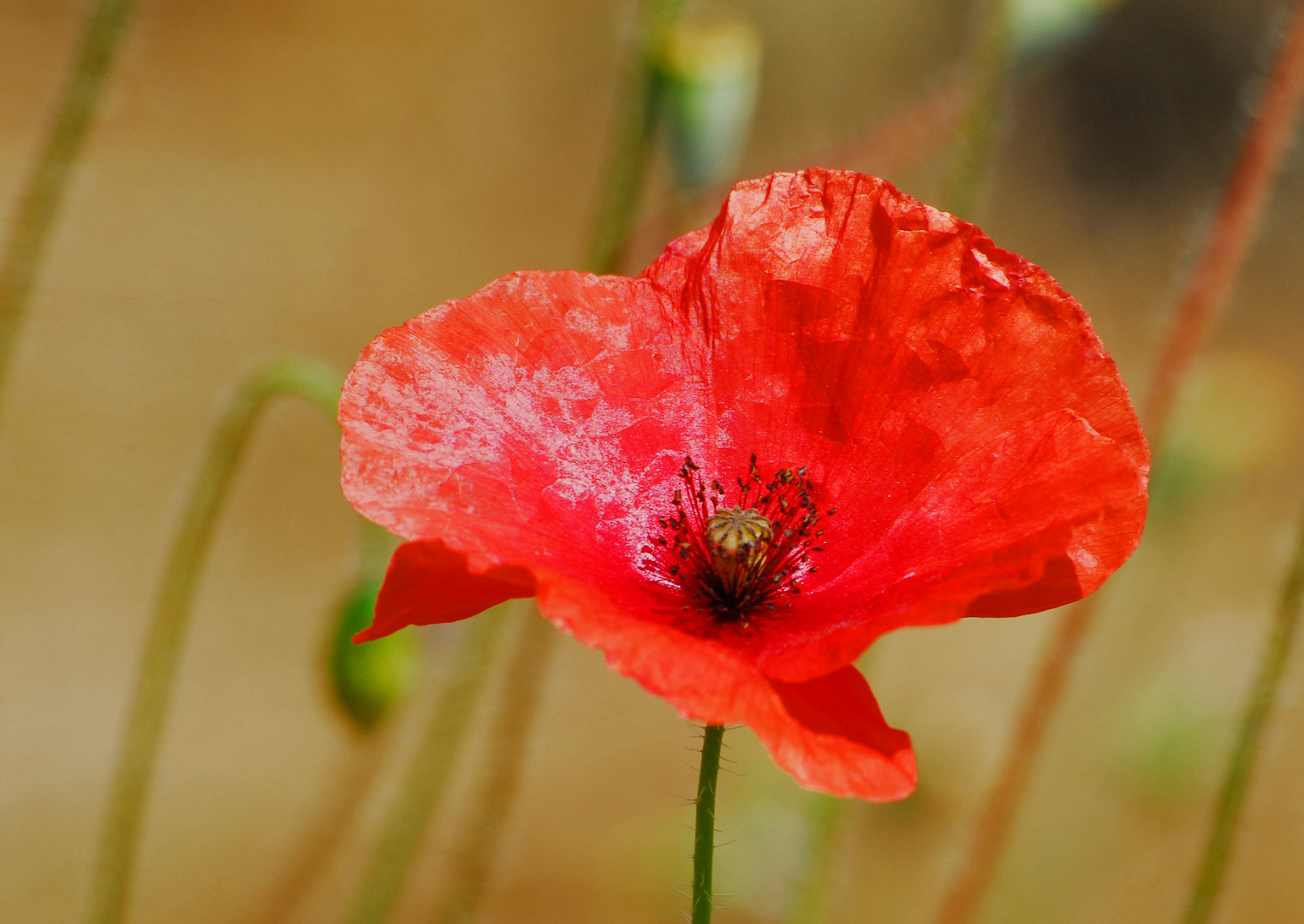 Sommermohn