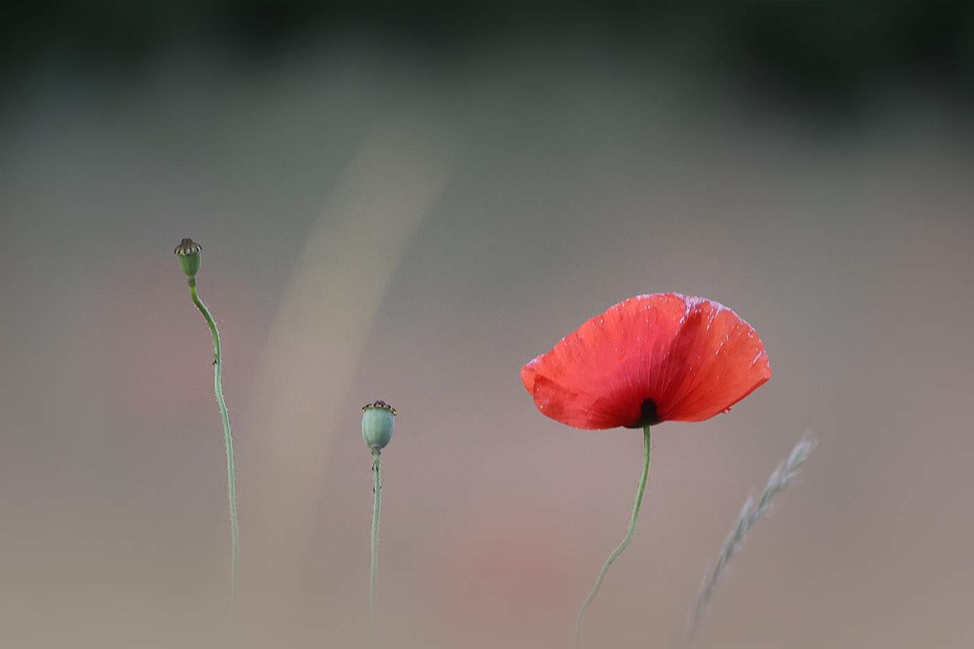 Sommermohn