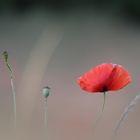 Sommermohn