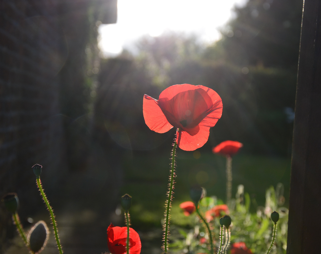 Sommermohn