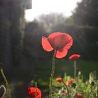 Sommermohn