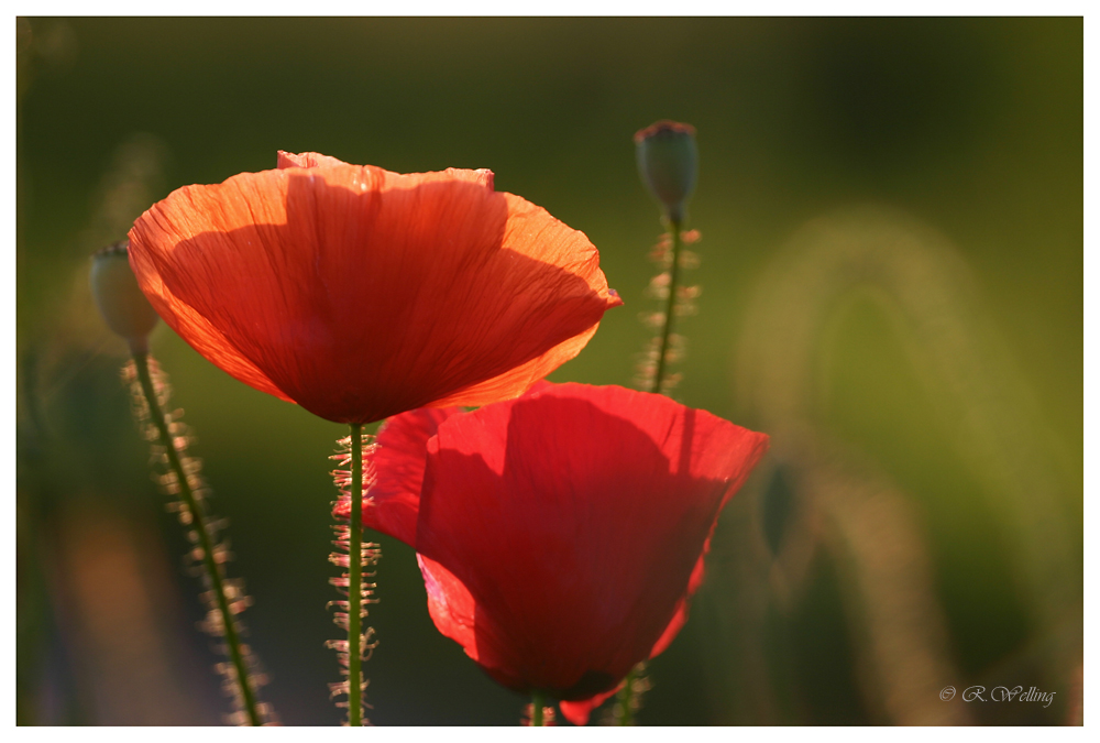 Sommermohn