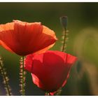 Sommermohn