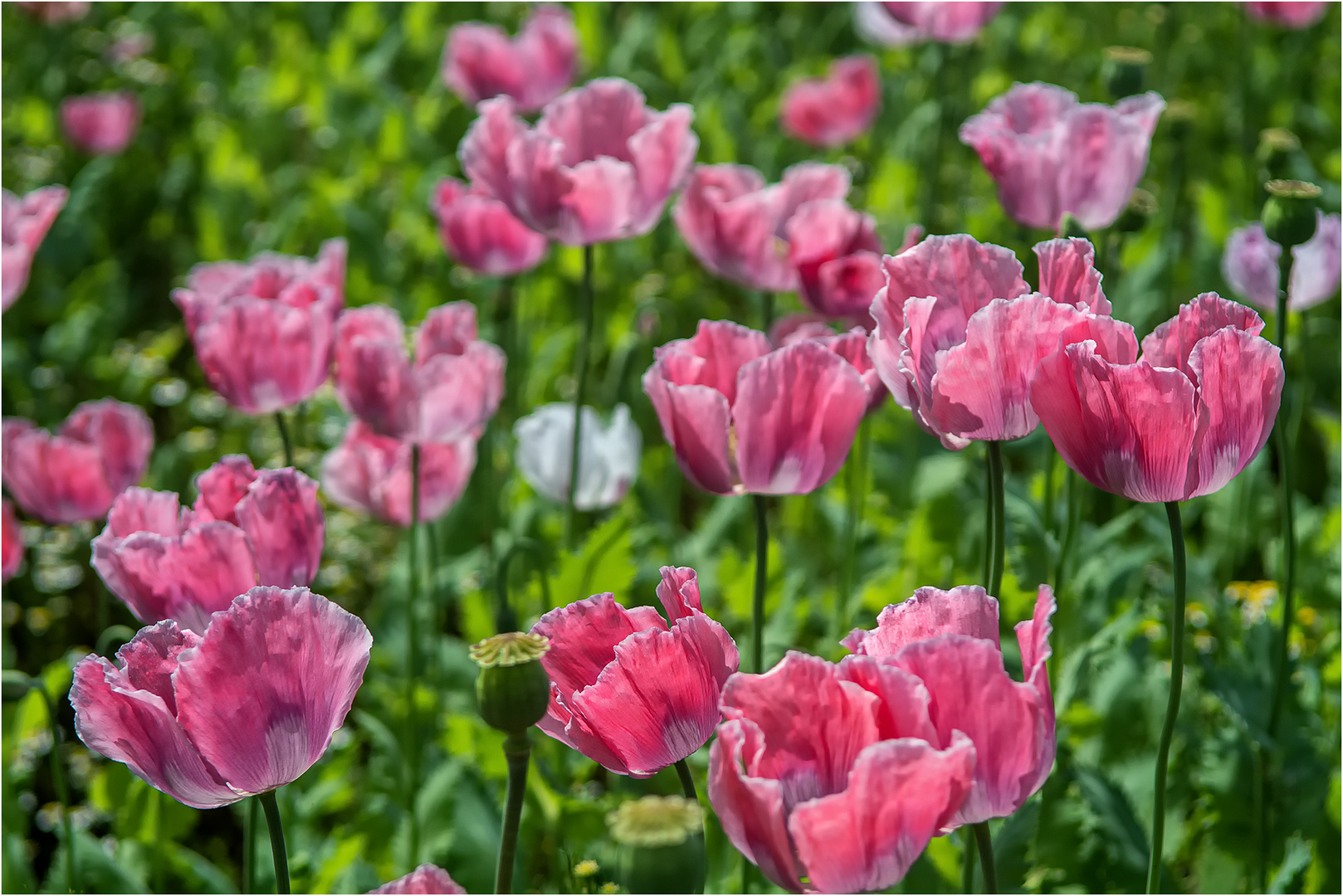 Sommermohn