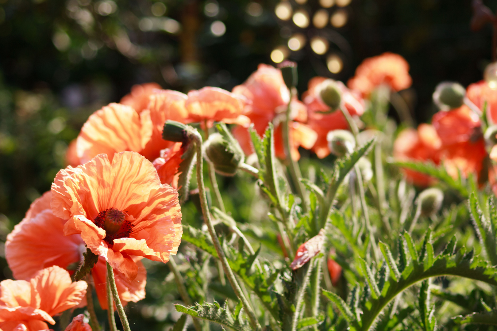 Sommermohn