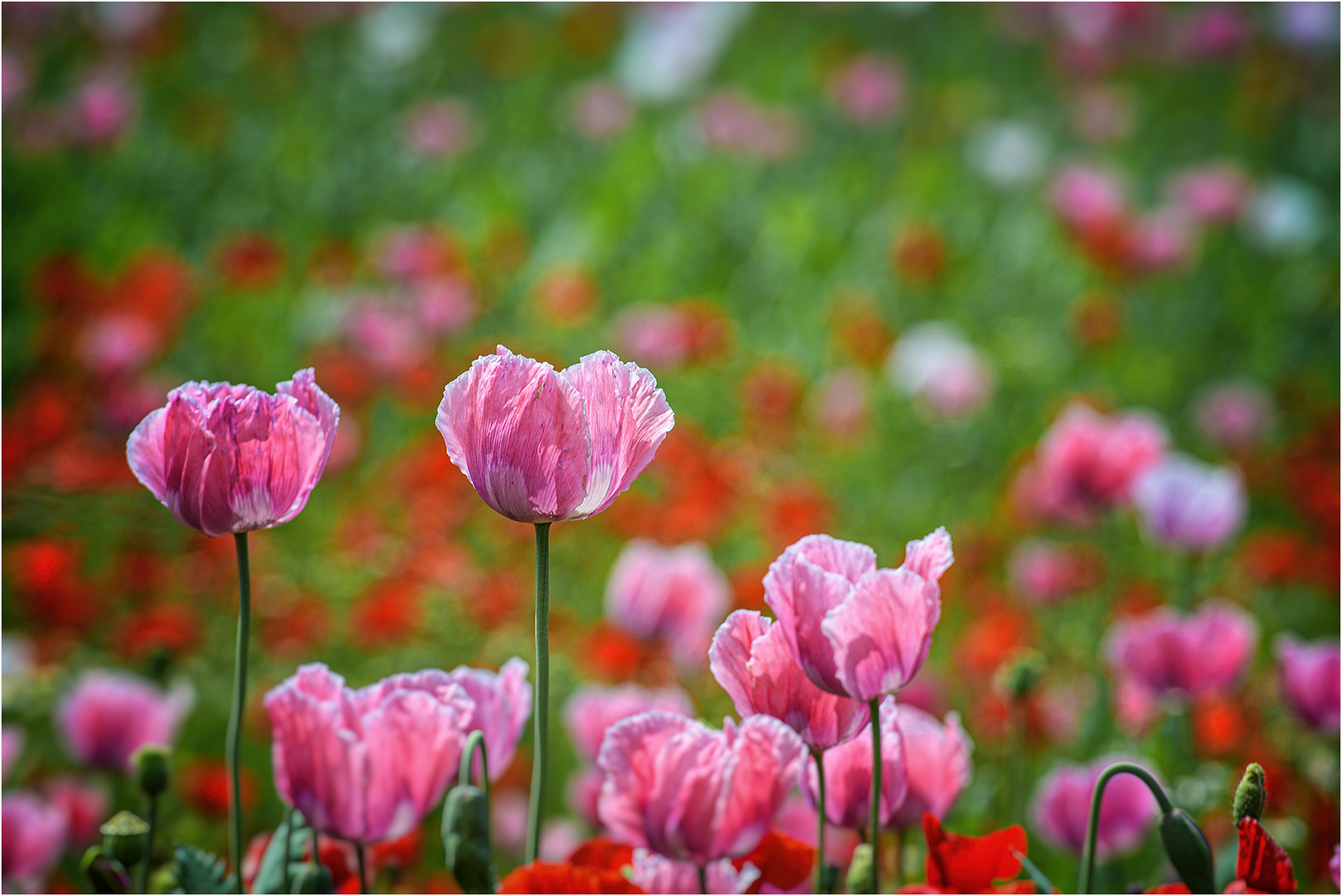 Sommermohn