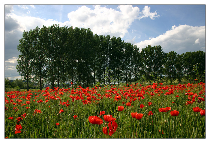 Sommermohn