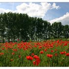 Sommermohn