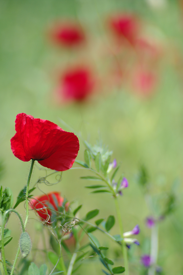 Sommermohn