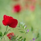 Sommermohn