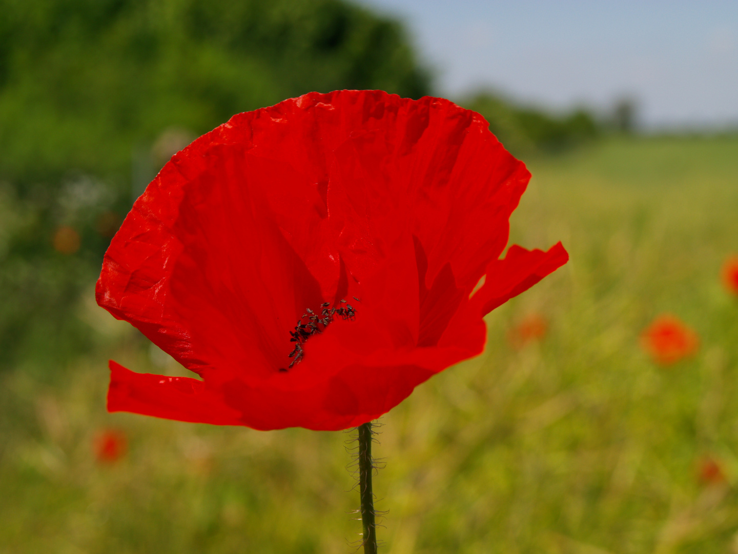 Sommermohn