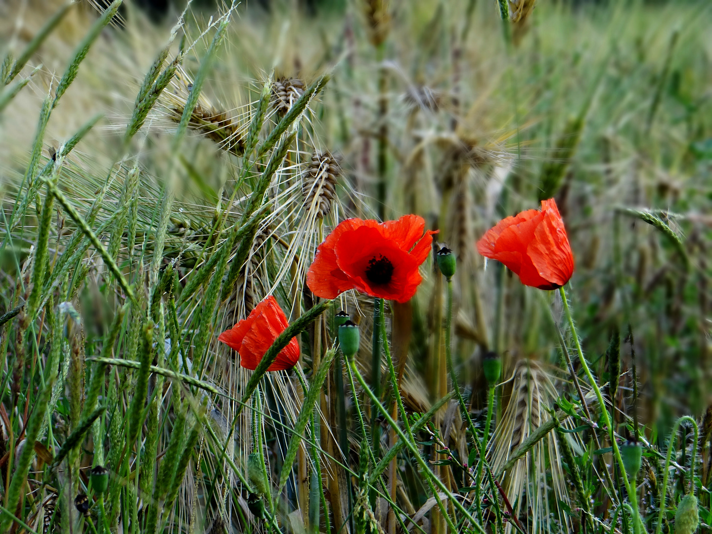 Sommermohn