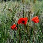 Sommermohn