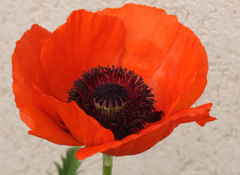 Sommermohn