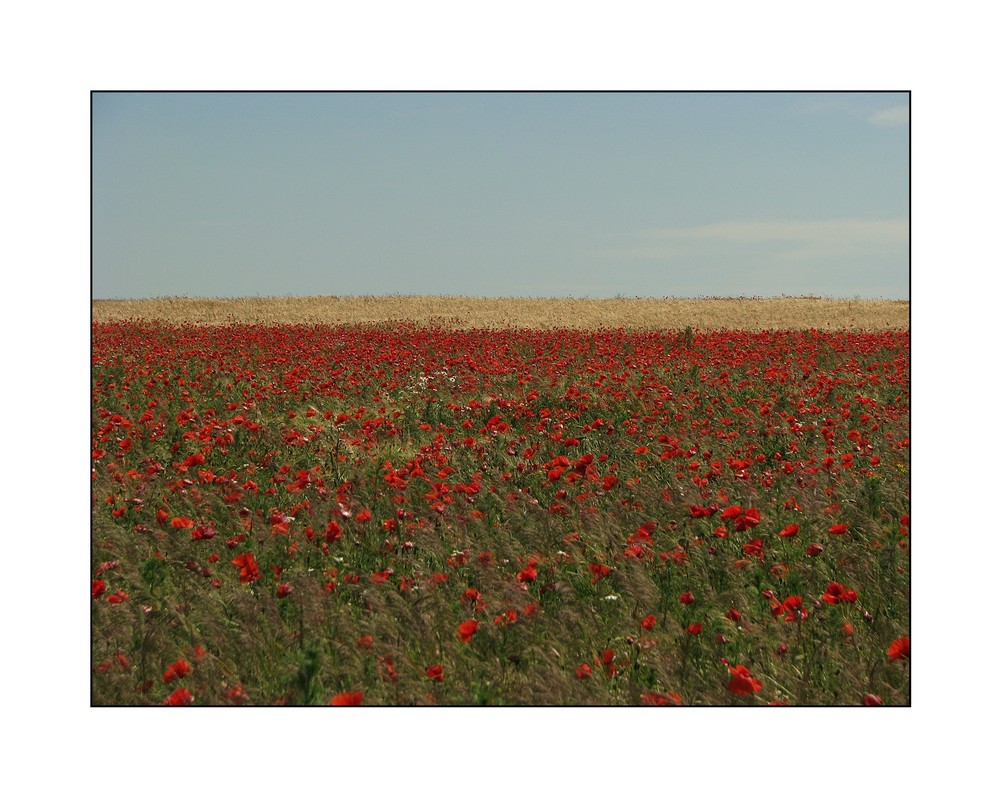 Sommermohn