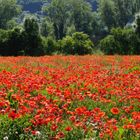 Sommermohn...