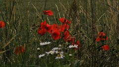 Sommermohn