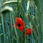 Sommermohn