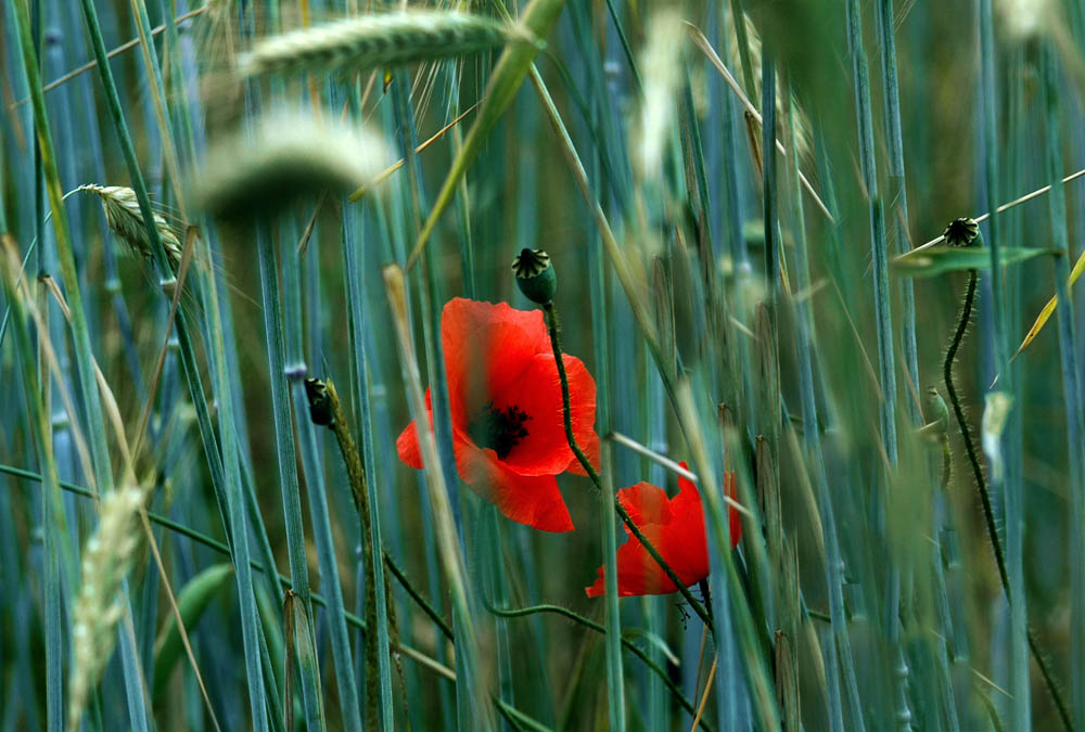 Sommermohn