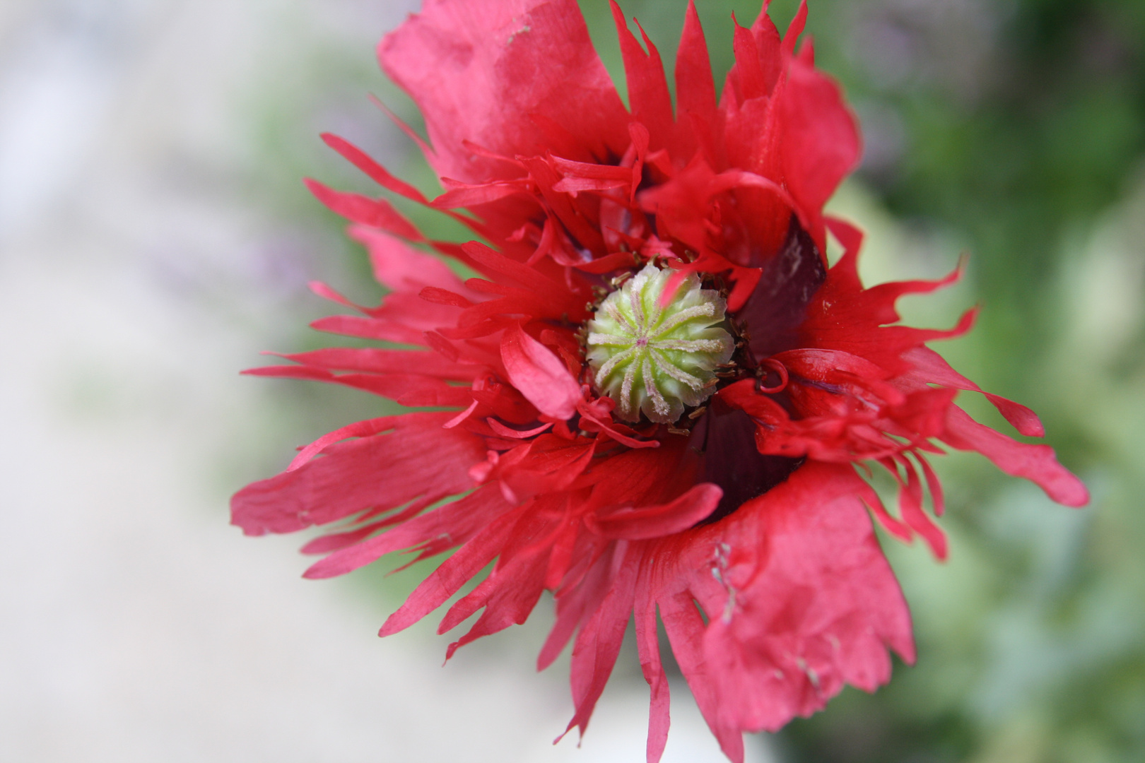 Sommermohn