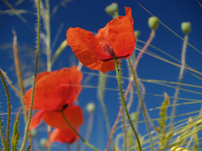 Sommermohn