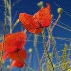 Sommermohn