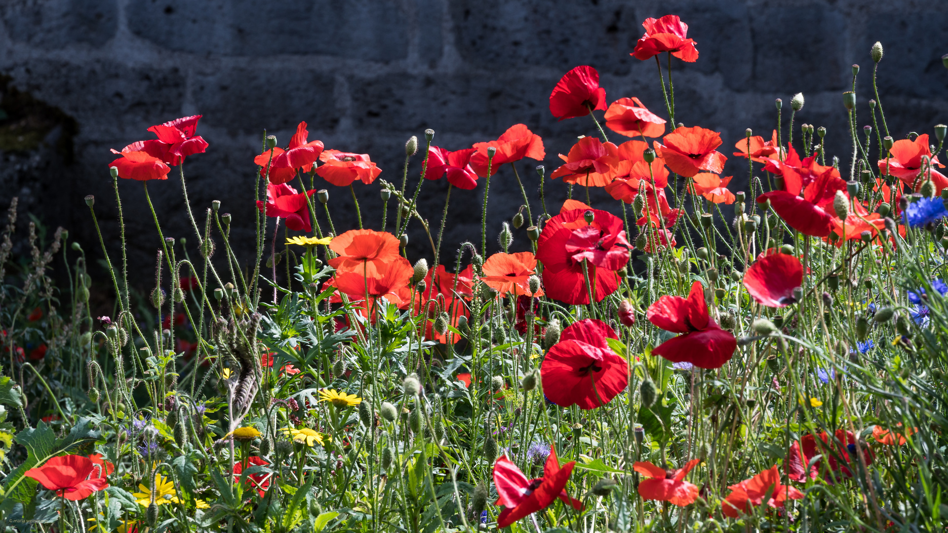 Sommermohn