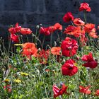 Sommermohn