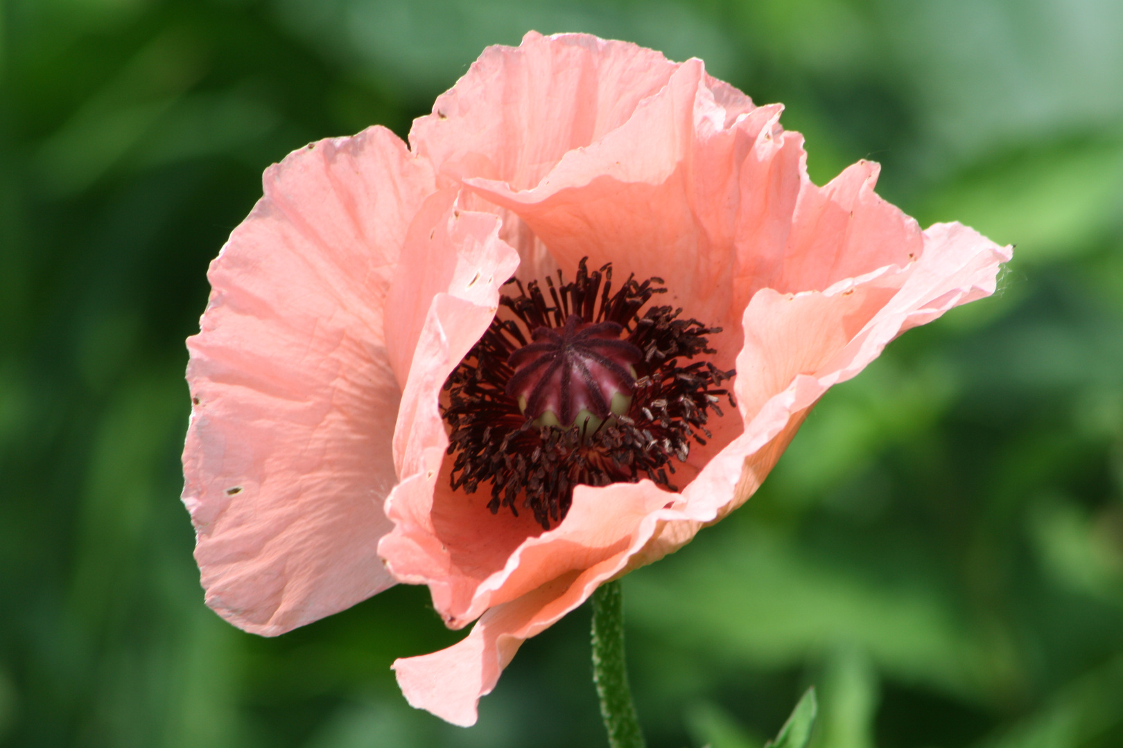 Sommermohn