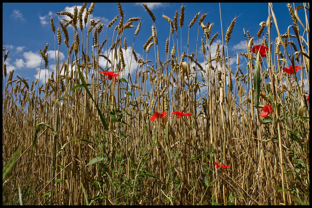 sommermohn I