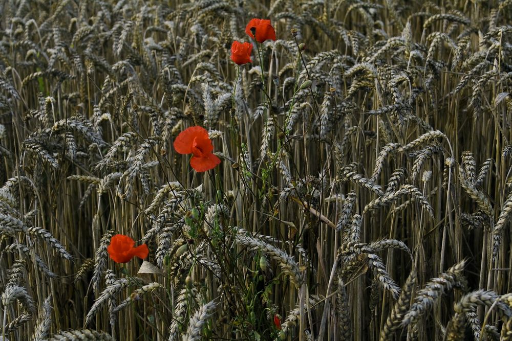 sommermohn II