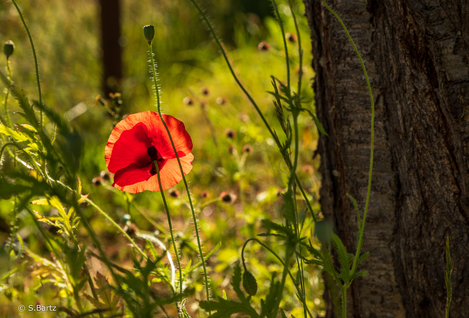 Sommermohn im Abendlicht (1)