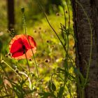 Sommermohn im Abendlicht (1)