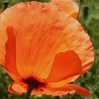 Sommermohn im Gegenlicht