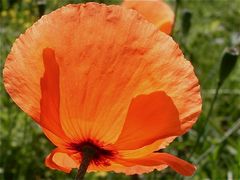 Sommermohn im Gegenlicht