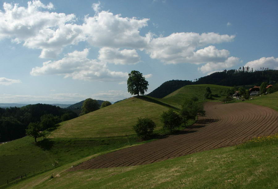 sommermoräne