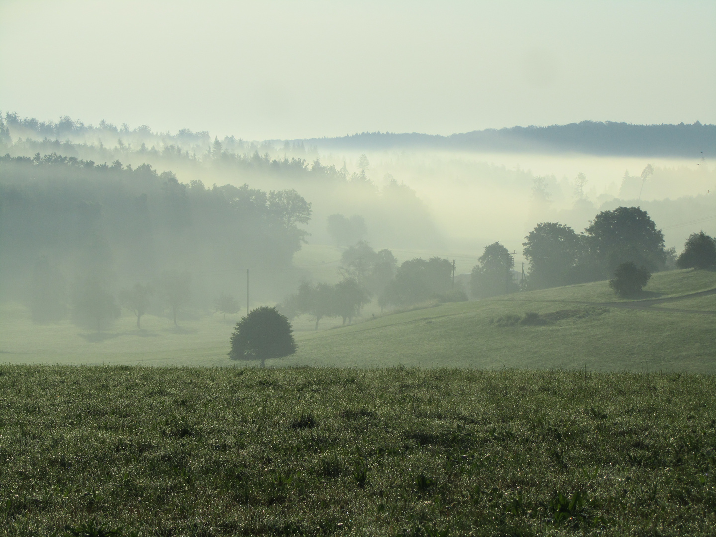 Sommermorgen ( 1 )