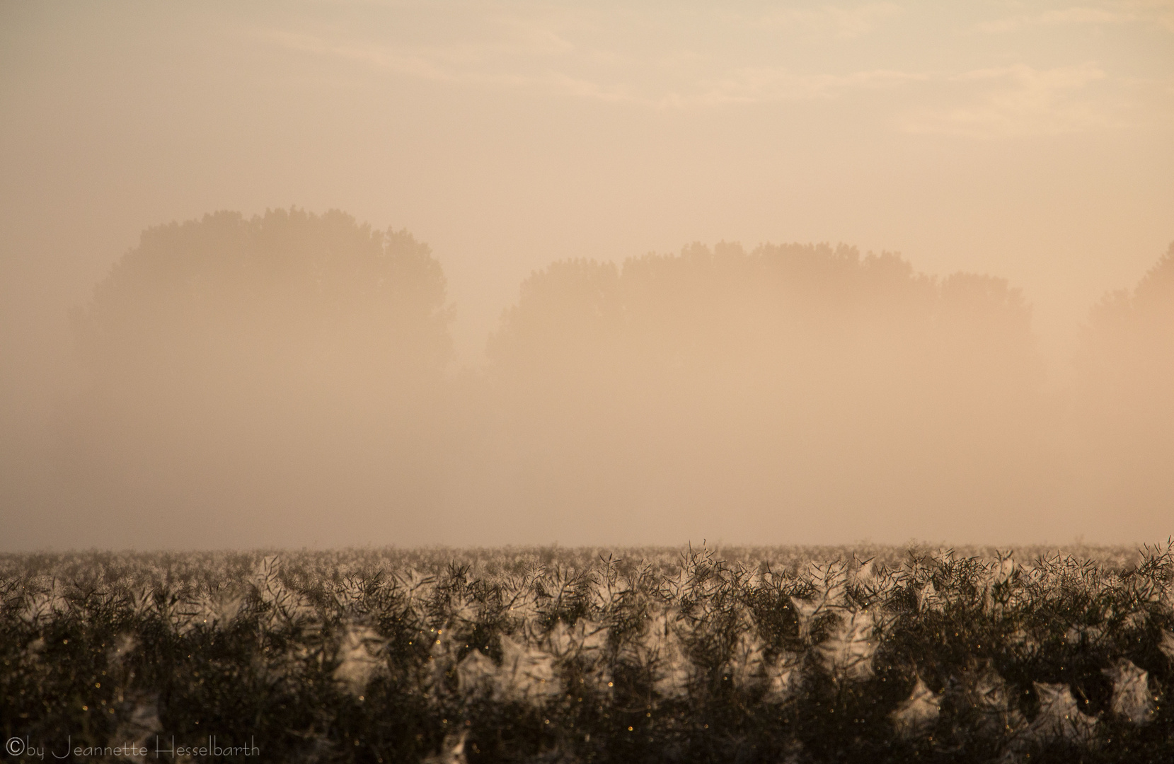 Sommermorgen