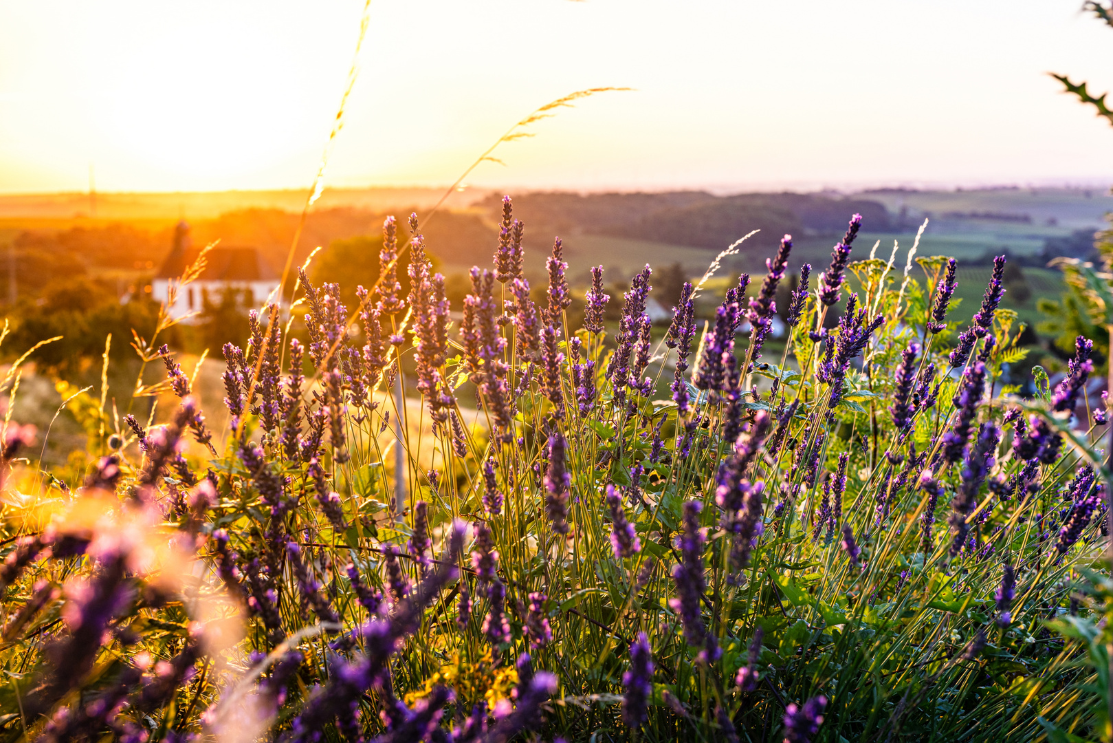 Sommermorgen ....