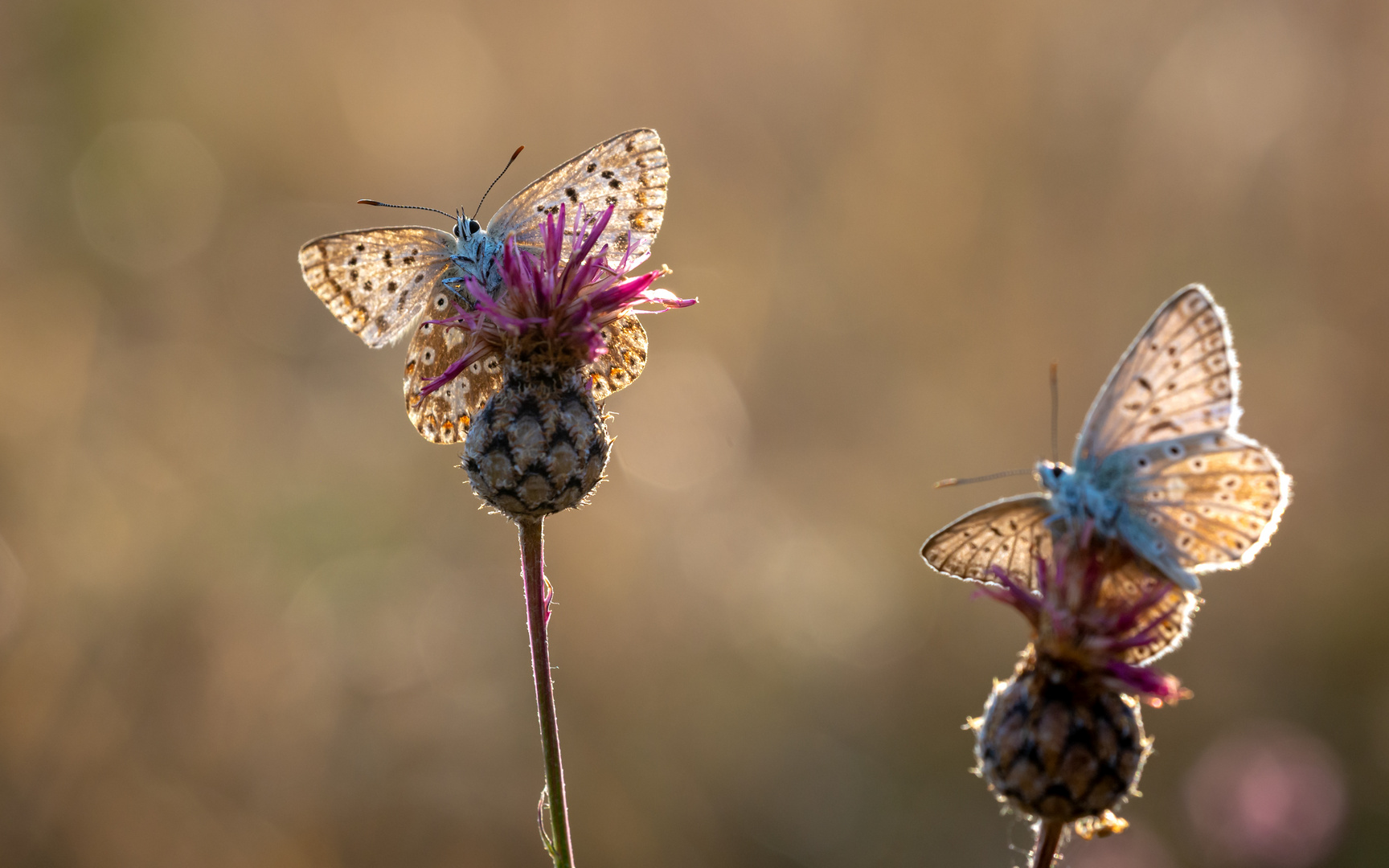 Sommermorgen