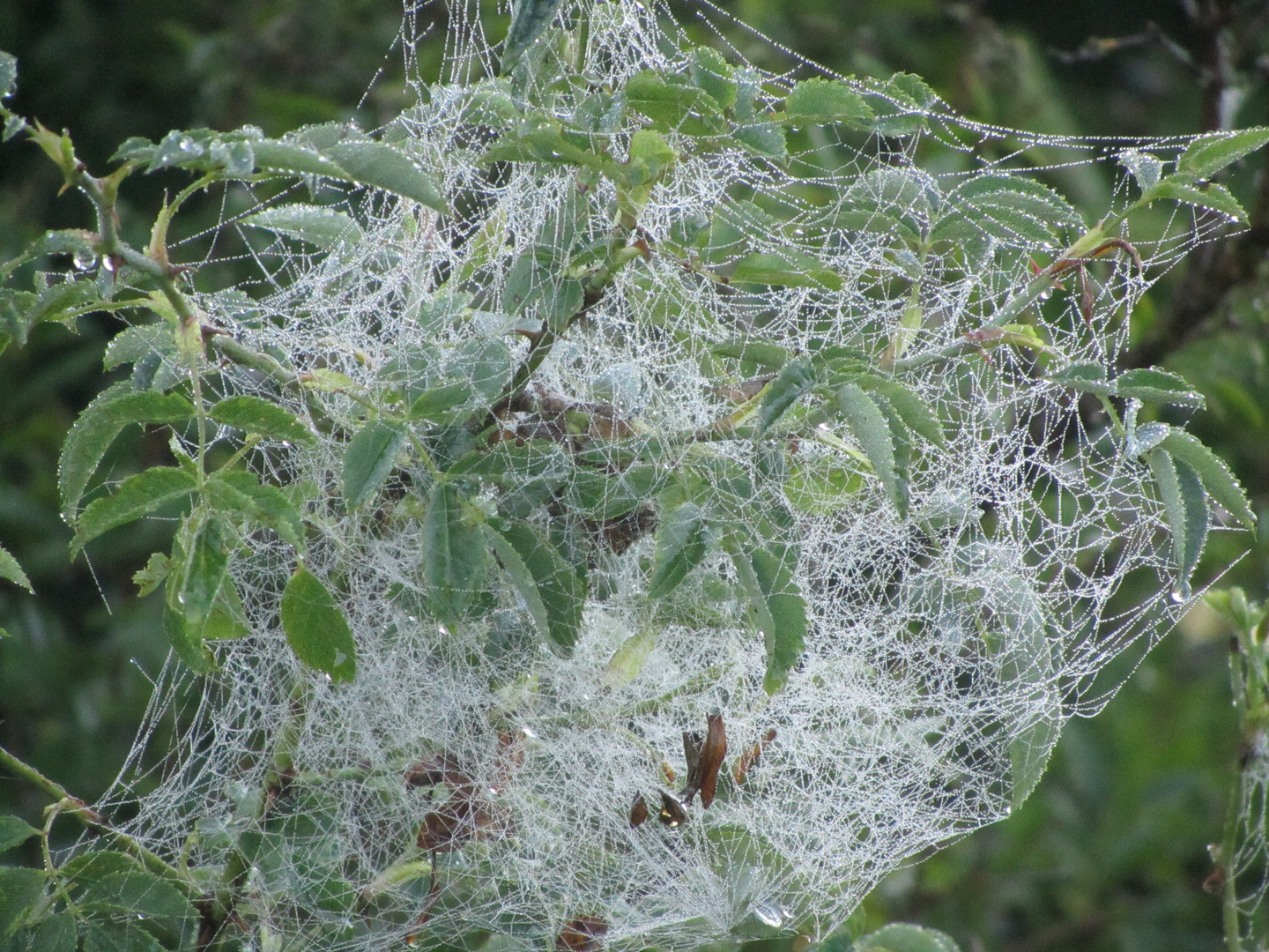 Sommermorgen ( 2 )