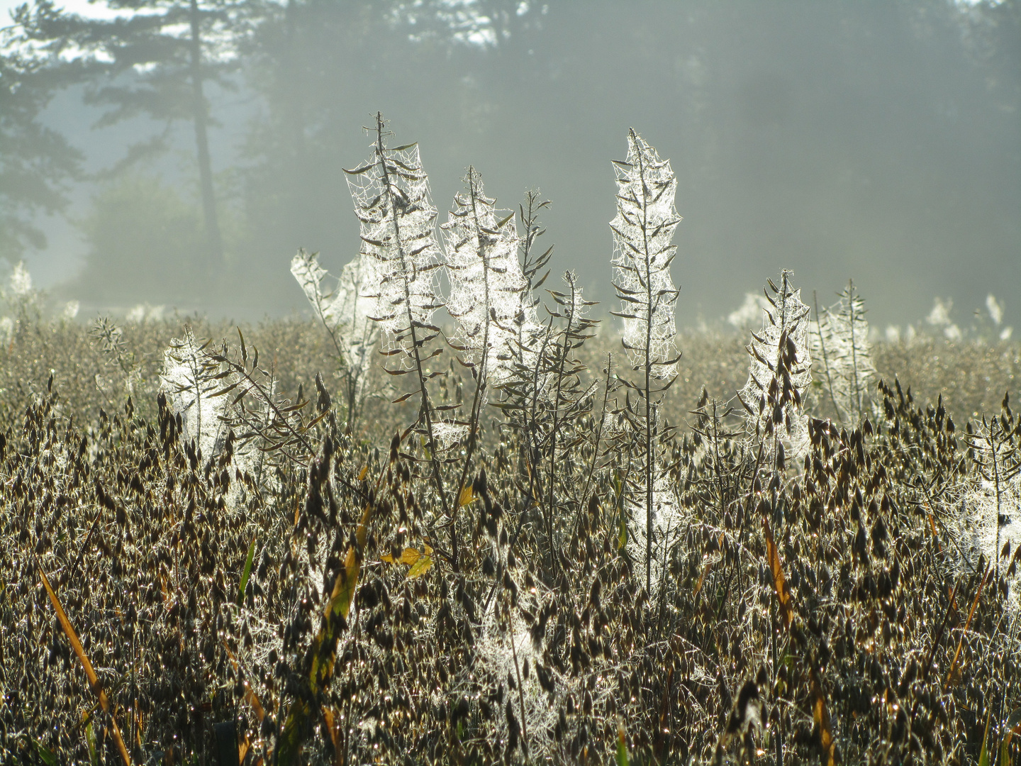 Sommermorgen ( 3 )