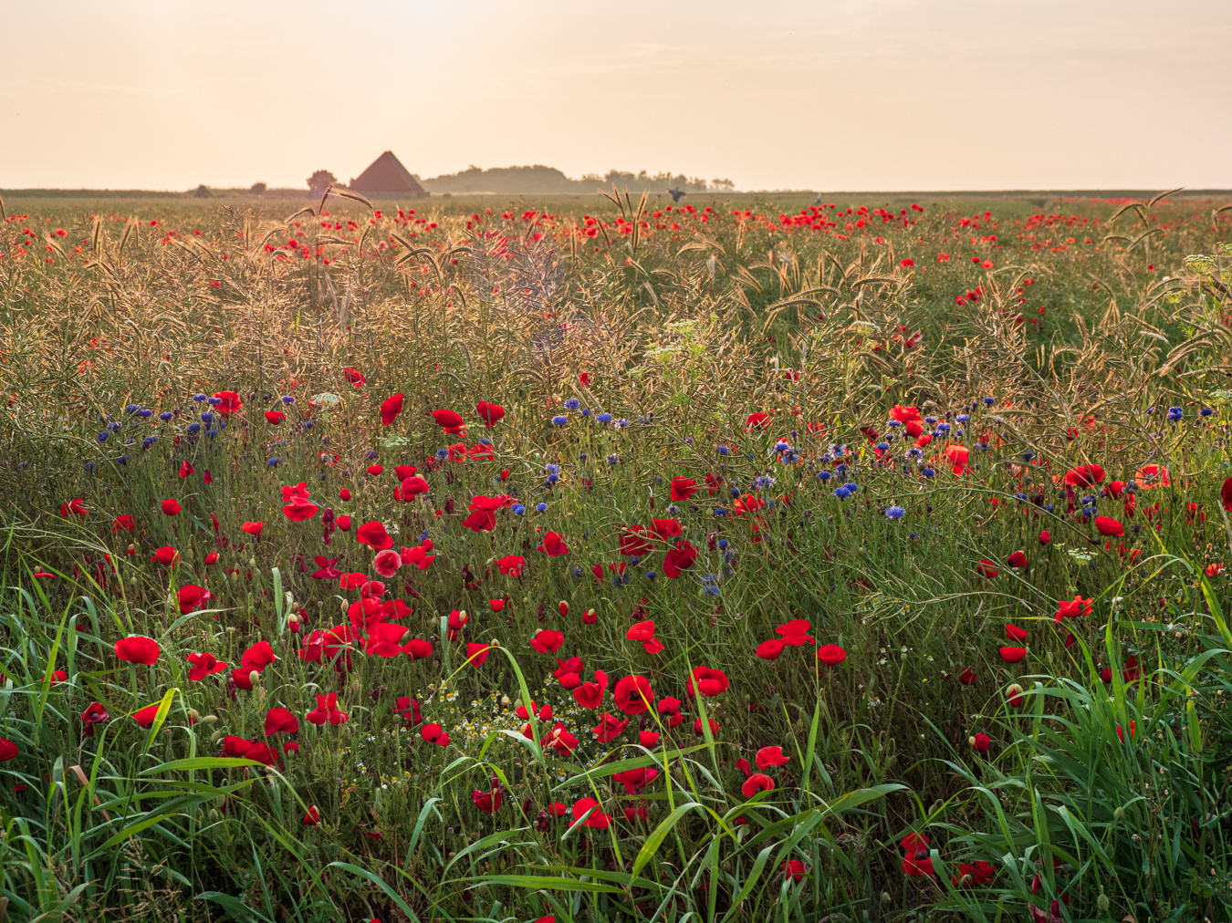 Sommermorgen