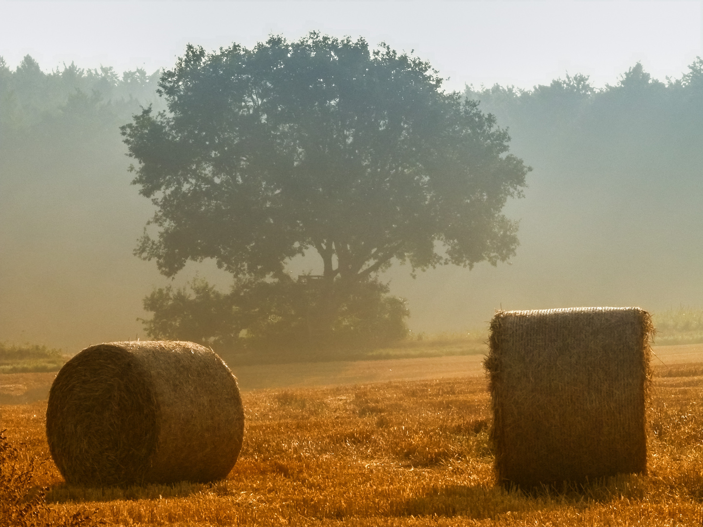 Sommermorgen