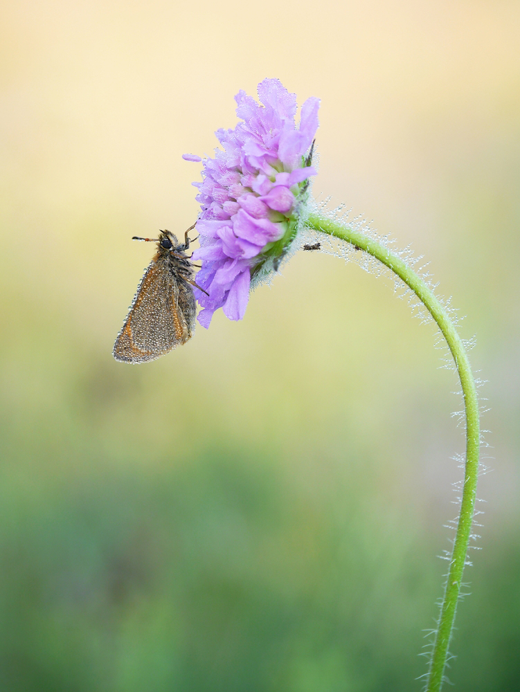 Sommermorgen