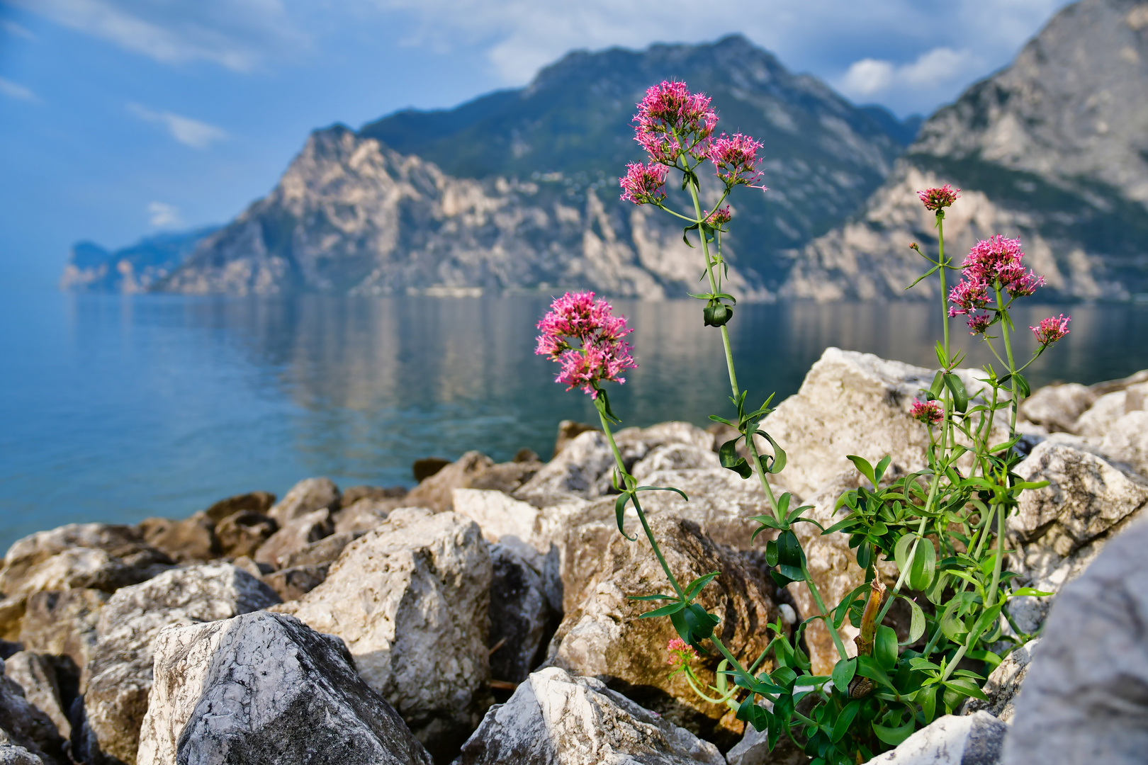 Sommermorgen am Lago di Garda, Torbole