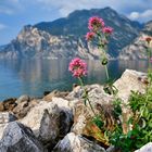 Sommermorgen am Lago di Garda, Torbole
