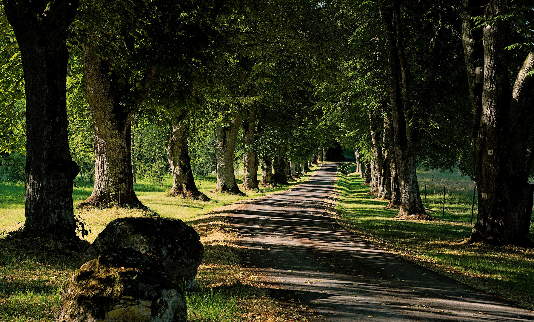 Sommermorgen auf der Alb (Allee bei Sankt Johann)